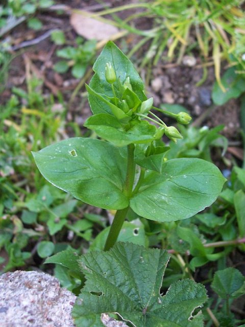 Stellaria media / Centocchio comune